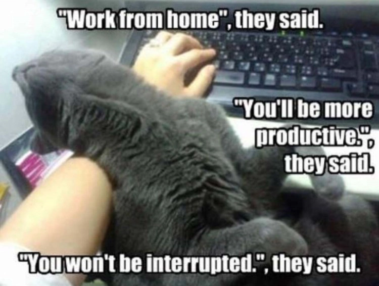work-from-home-memes_a-cat-distracts.jpg